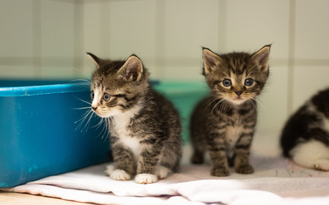 Unsere Jungkatzen