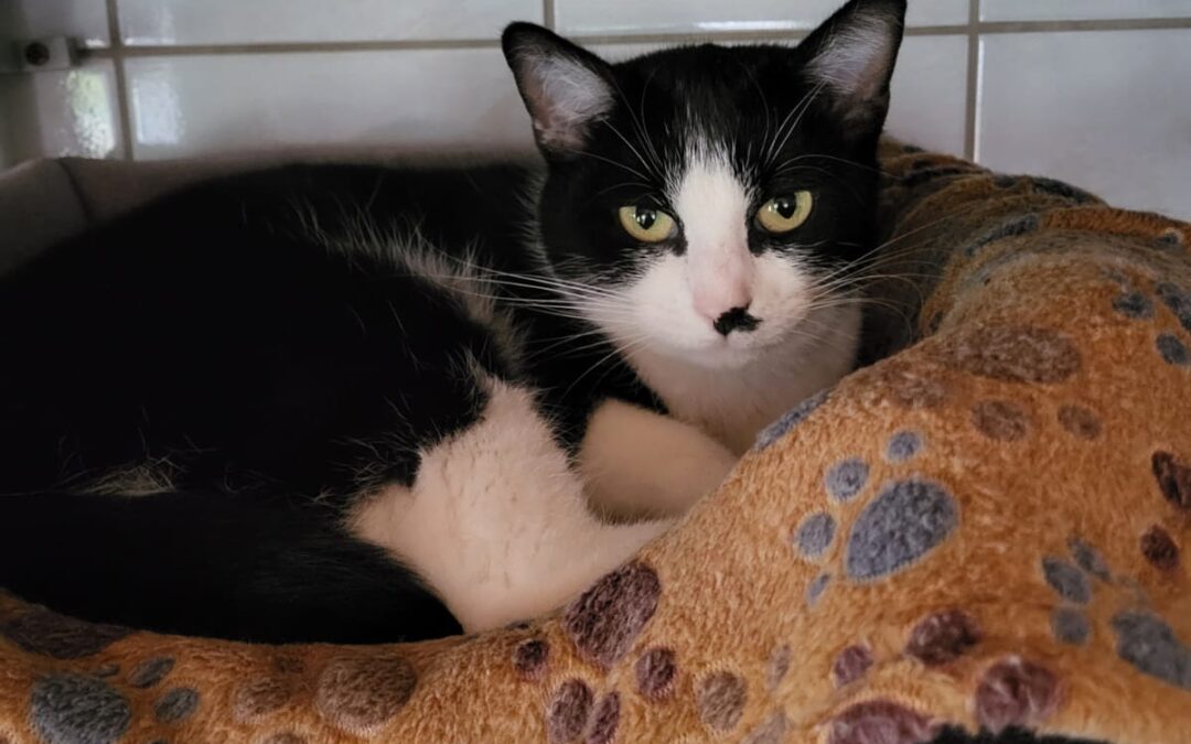 Cloe (FIV positiv)