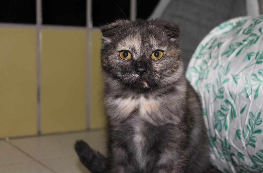 Unsere Scottish Fold, 3 Notfälle