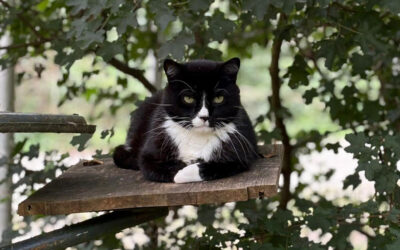 Filou