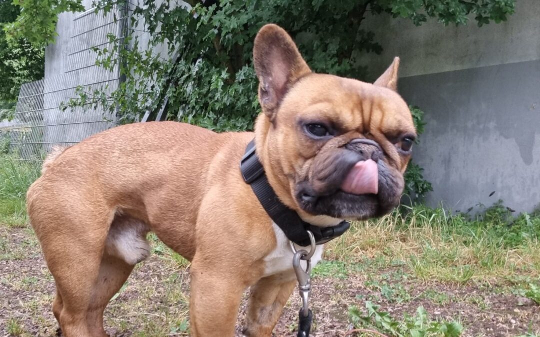 Francis