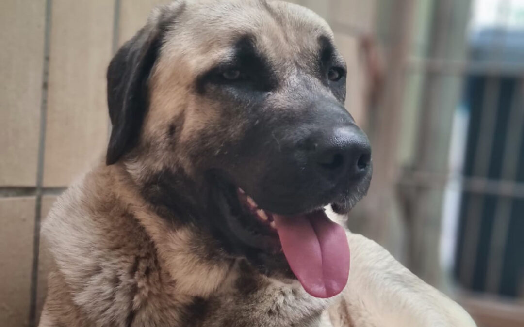 Otis