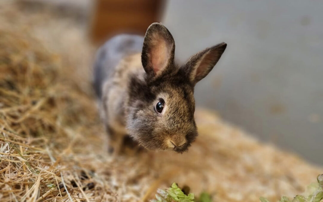 Unsere Kaninchen-Kinder