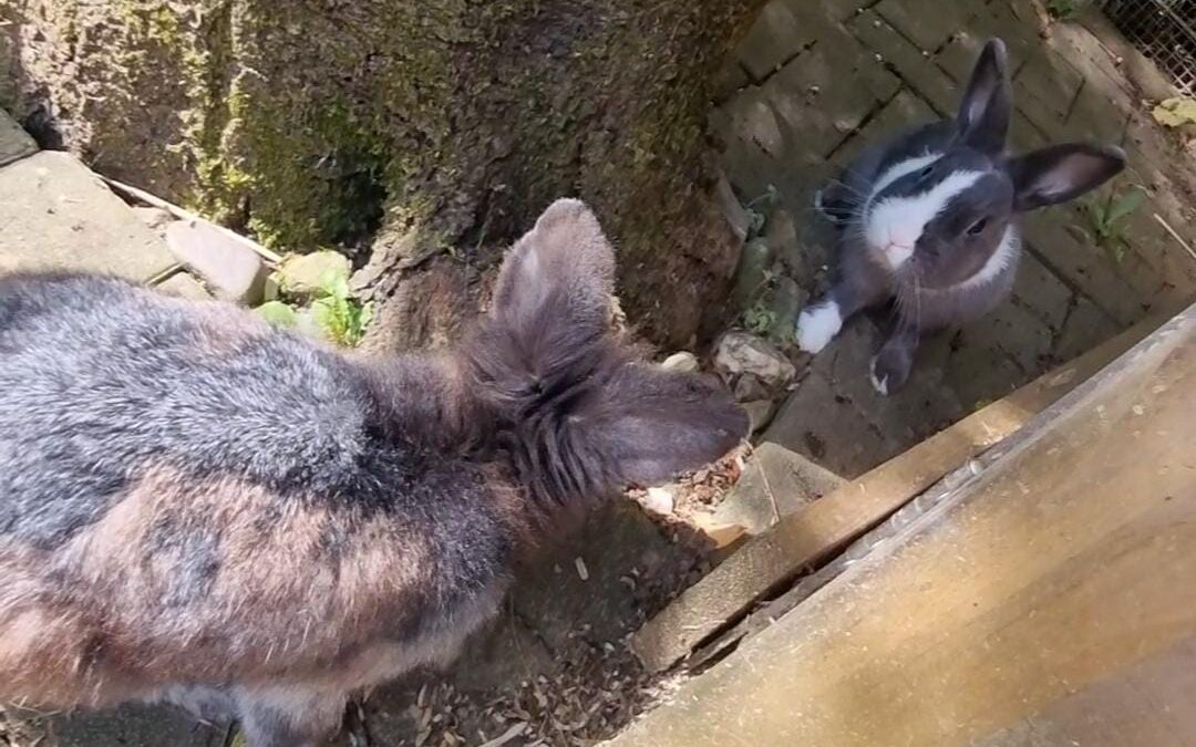 Ursel & Bienchen
