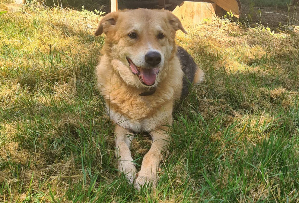 Buddy