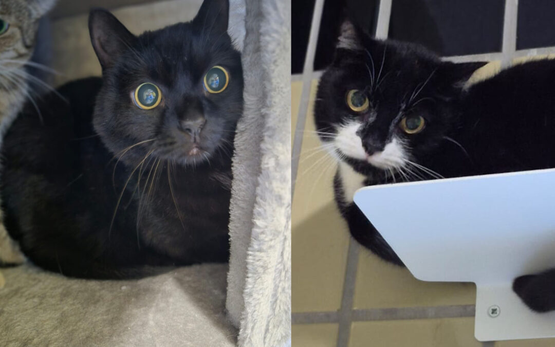 Muffin & Froop