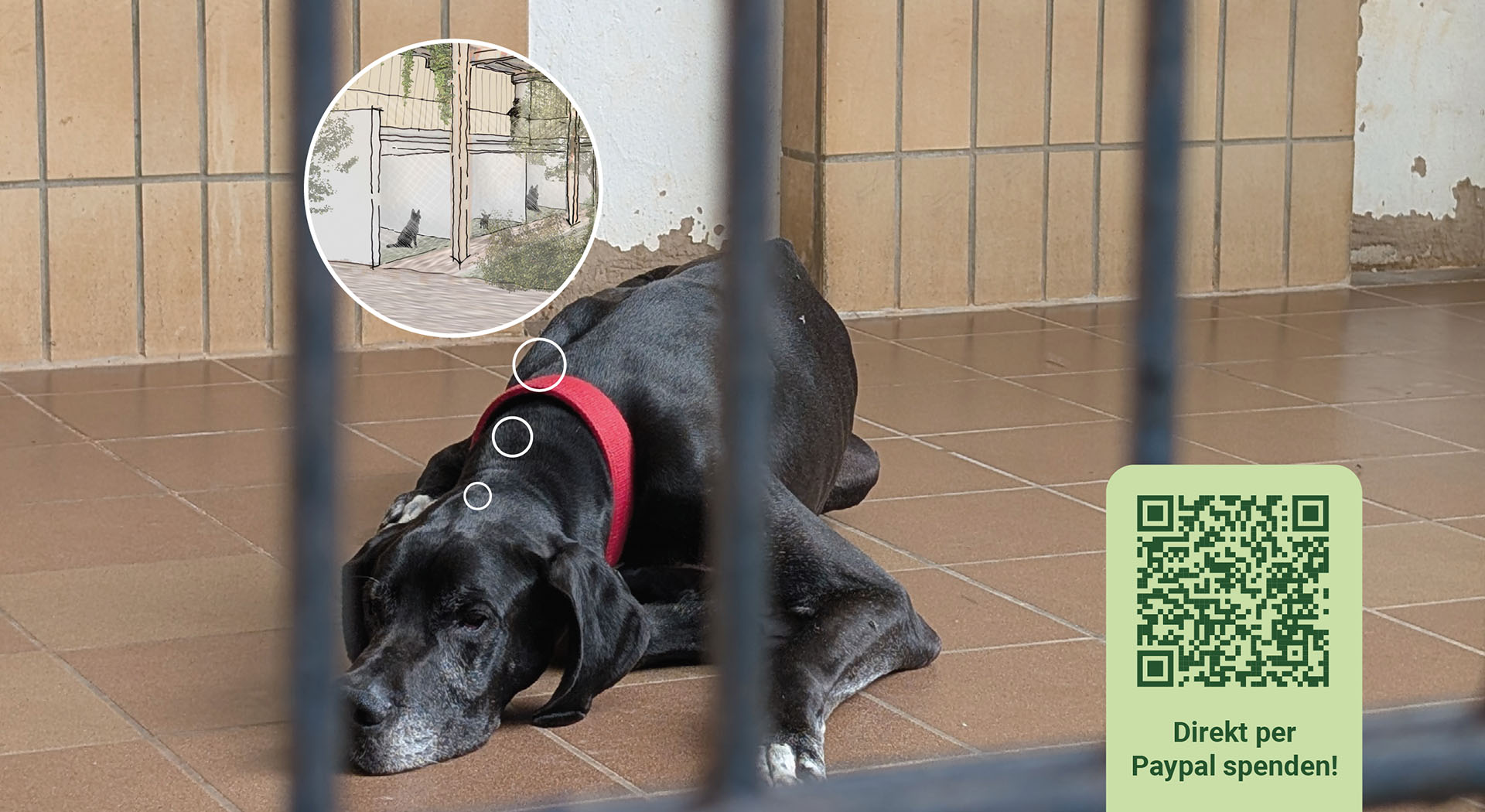 Spenden Hundehaus_2025_Banner