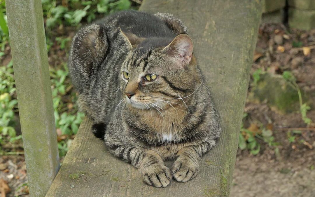 Trigoscha
