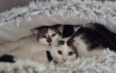 Leny & Raja
