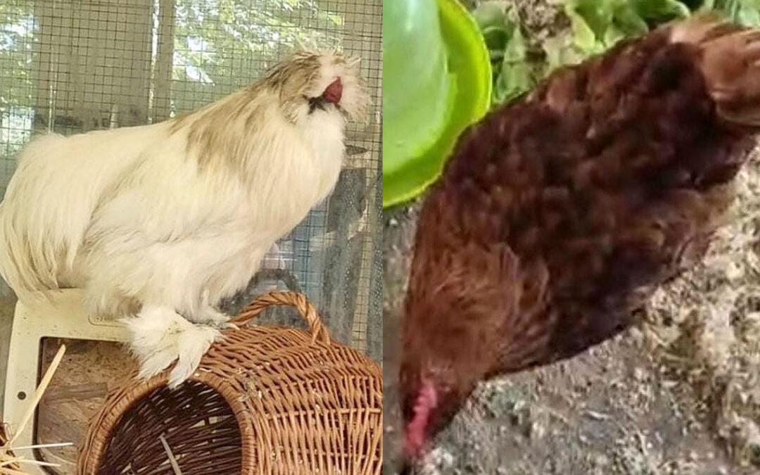 Kiri & Karla