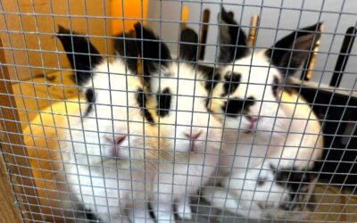 Fritz, Florian & Fabian