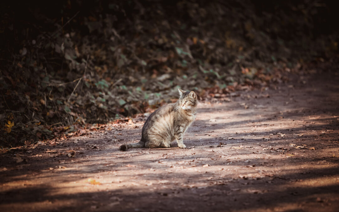 Katzen-Kastrationswochen 12.01. bis 25.01.2026