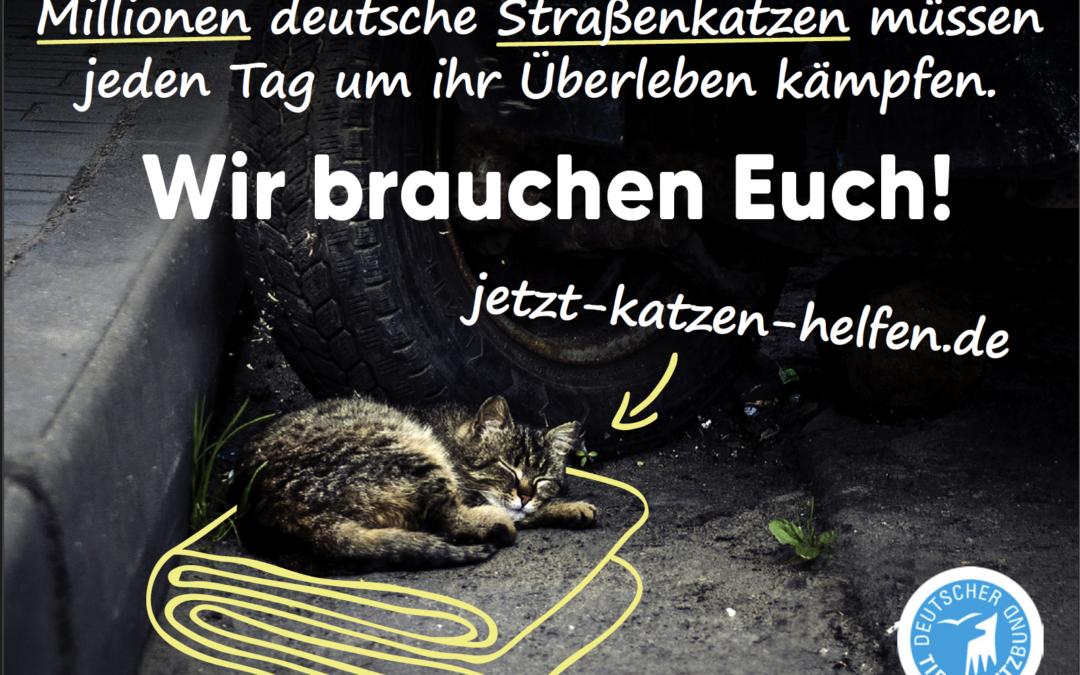 Katzen-Kastrationswochen 12.01. bis 25.01.2026