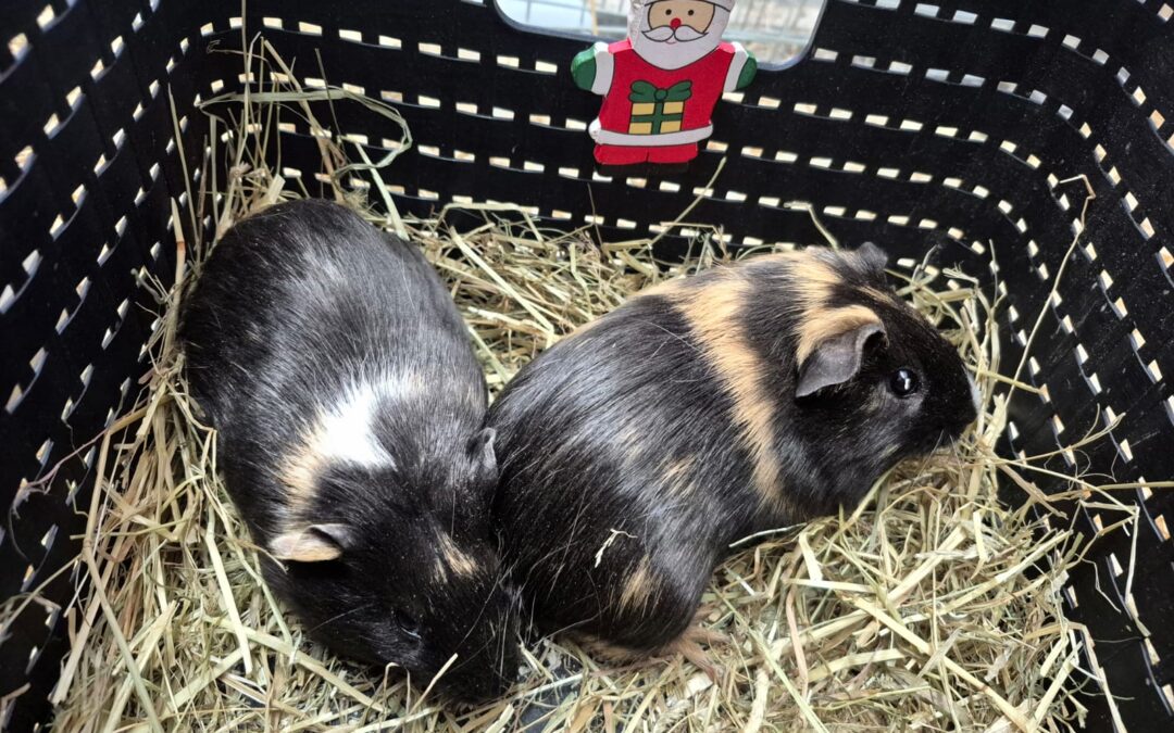 Ruby & Chichi