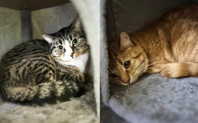 Karlchen & Söckchen