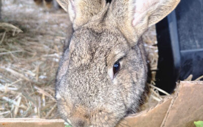 Taifun, Tabasco & Tarek