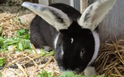 Tinkerbell, Tara, Tilly