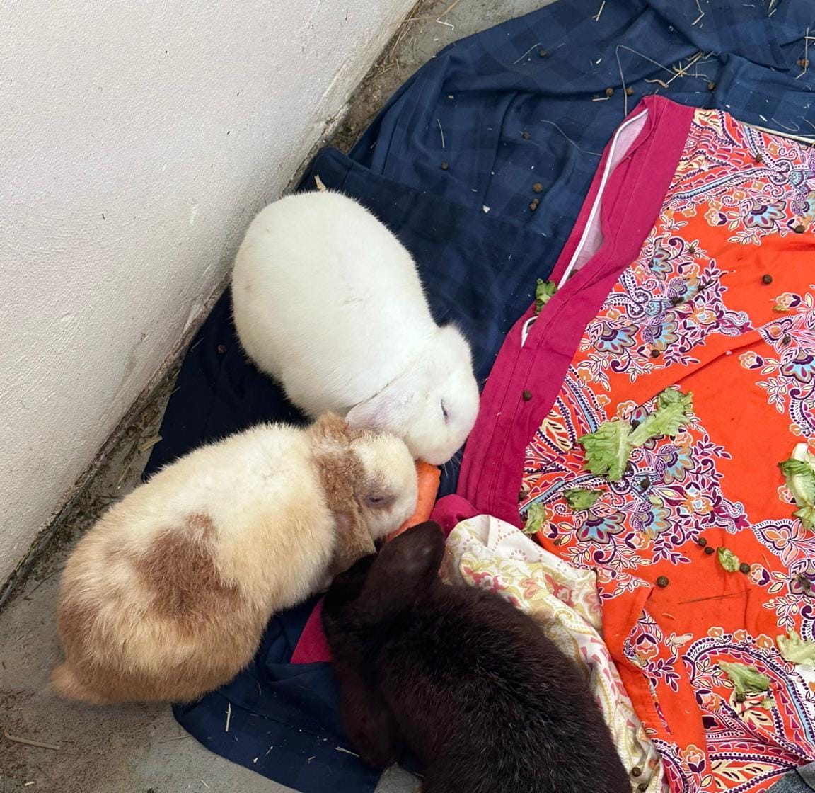 Thomas, Hans & Peter