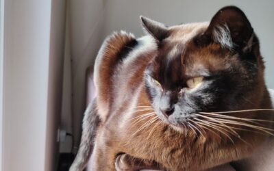 Mailo (Vermittlungshilfe)