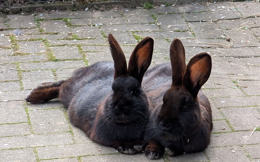 Woody & Wurzel