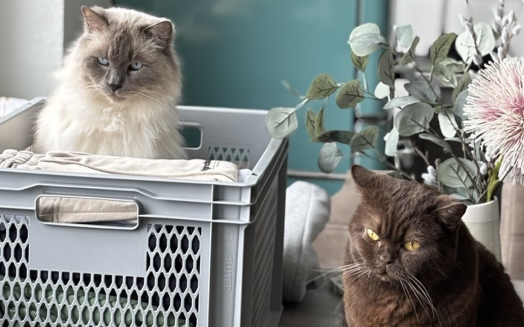 Evita & Casanova (Vermittlungshilfe)