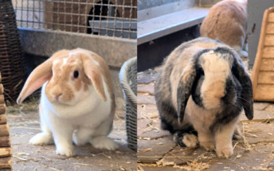 Bunnie & Fluffy
