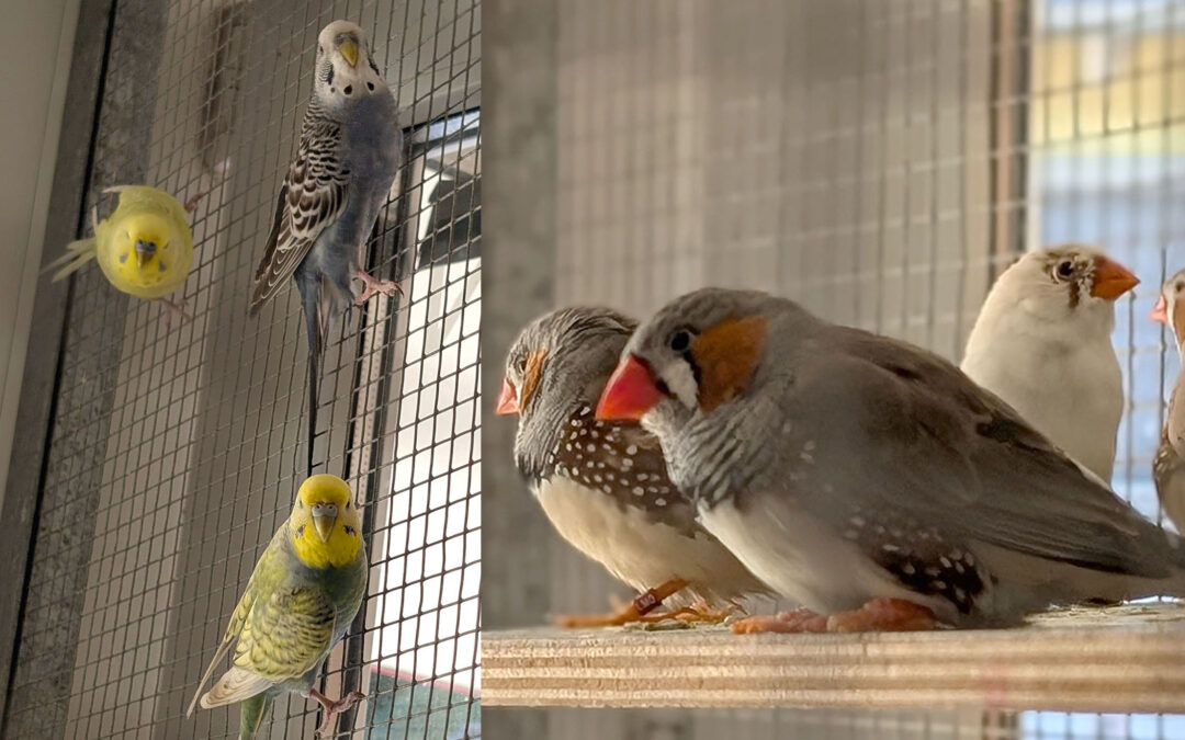Unsere Wellensittiche & Zebrafinken