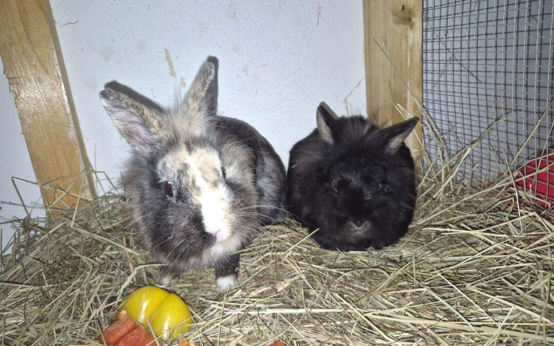 Pflegestelle gesucht: Bonnie & Clyde