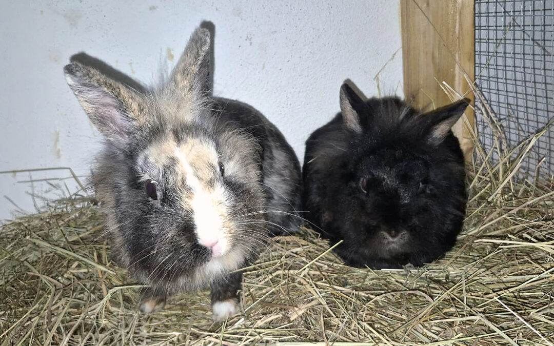 Pflegestelle gesucht: Bonnie & Clyde
