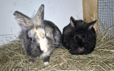 Pflegestelle gesucht: Bonnie & Clyde