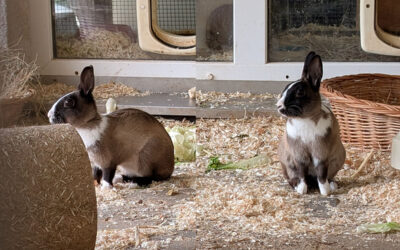 Lilou & Minou