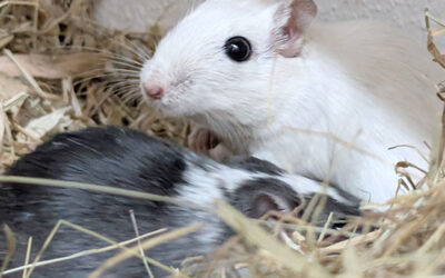 Oreo & Snowflake
