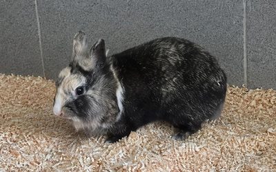 Bonnie