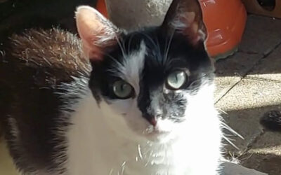 Lucy
