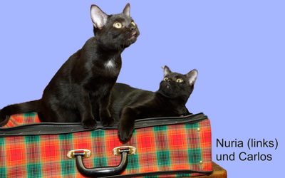 Dringend Zuhause gesucht: Carlos & Nuria
