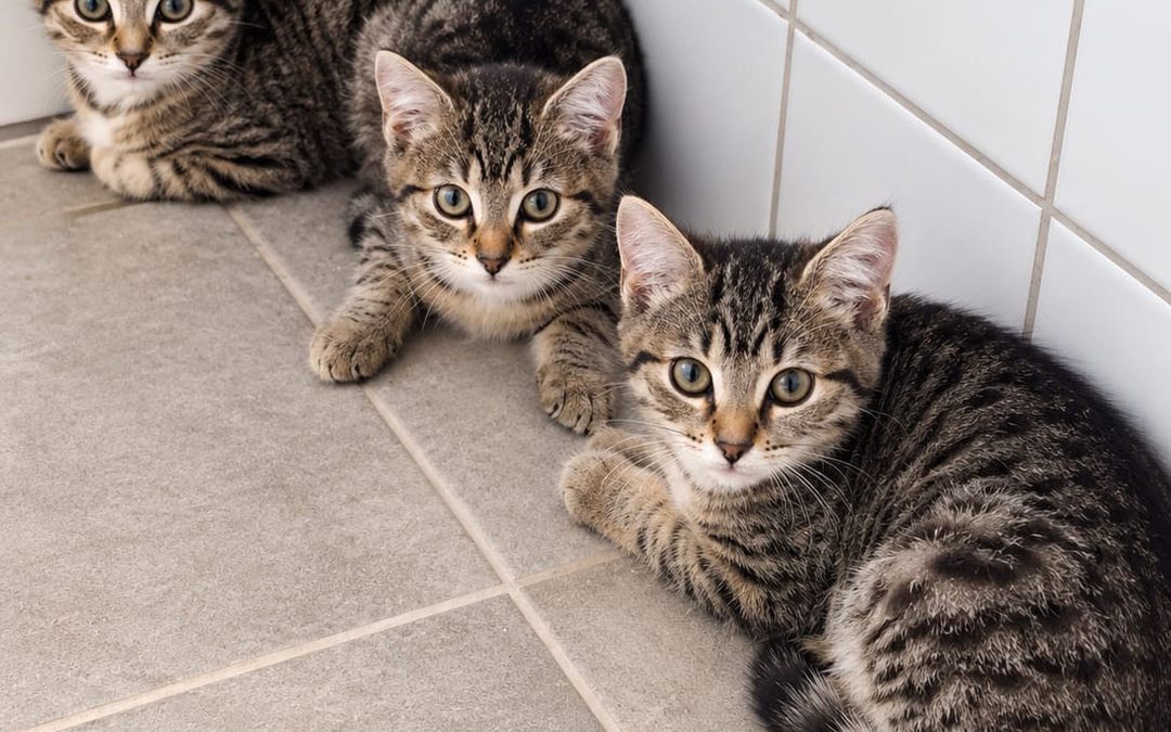 Henry, Hennes & Henriette