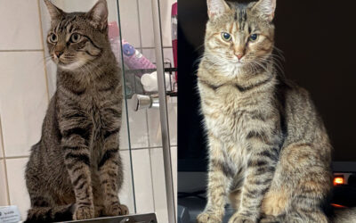 Felix & Luna