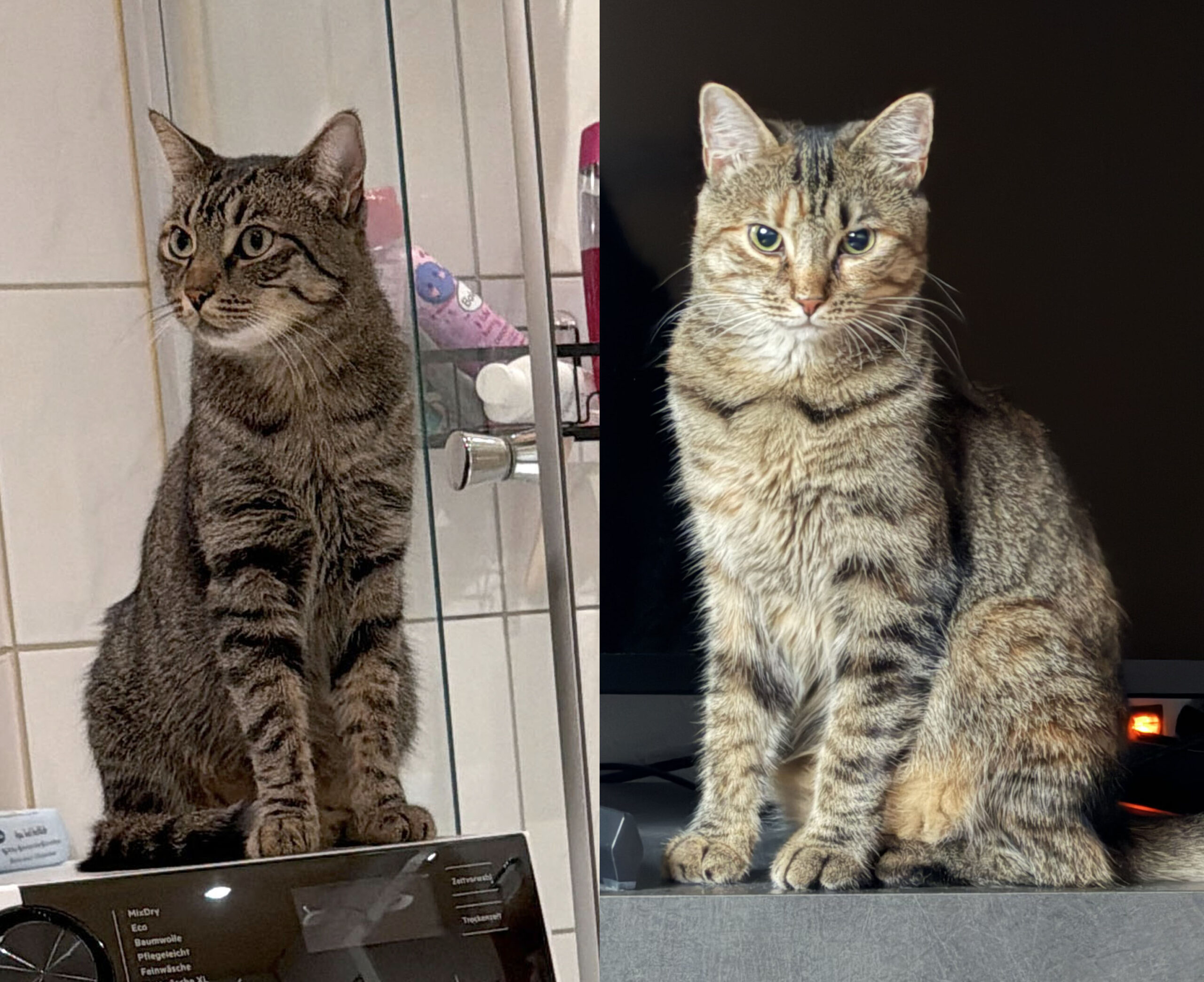 Felix & Luna