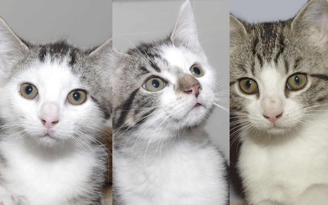 Fernando, Alfredo & Francesca