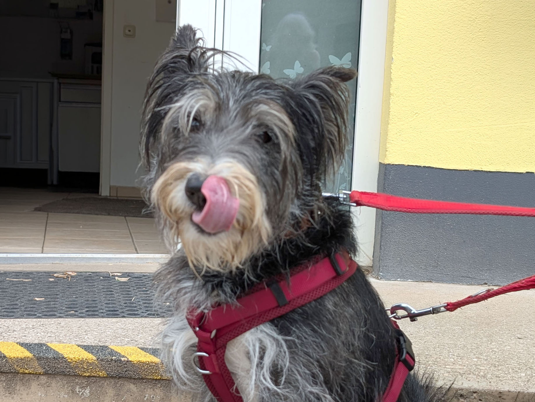 Fritz