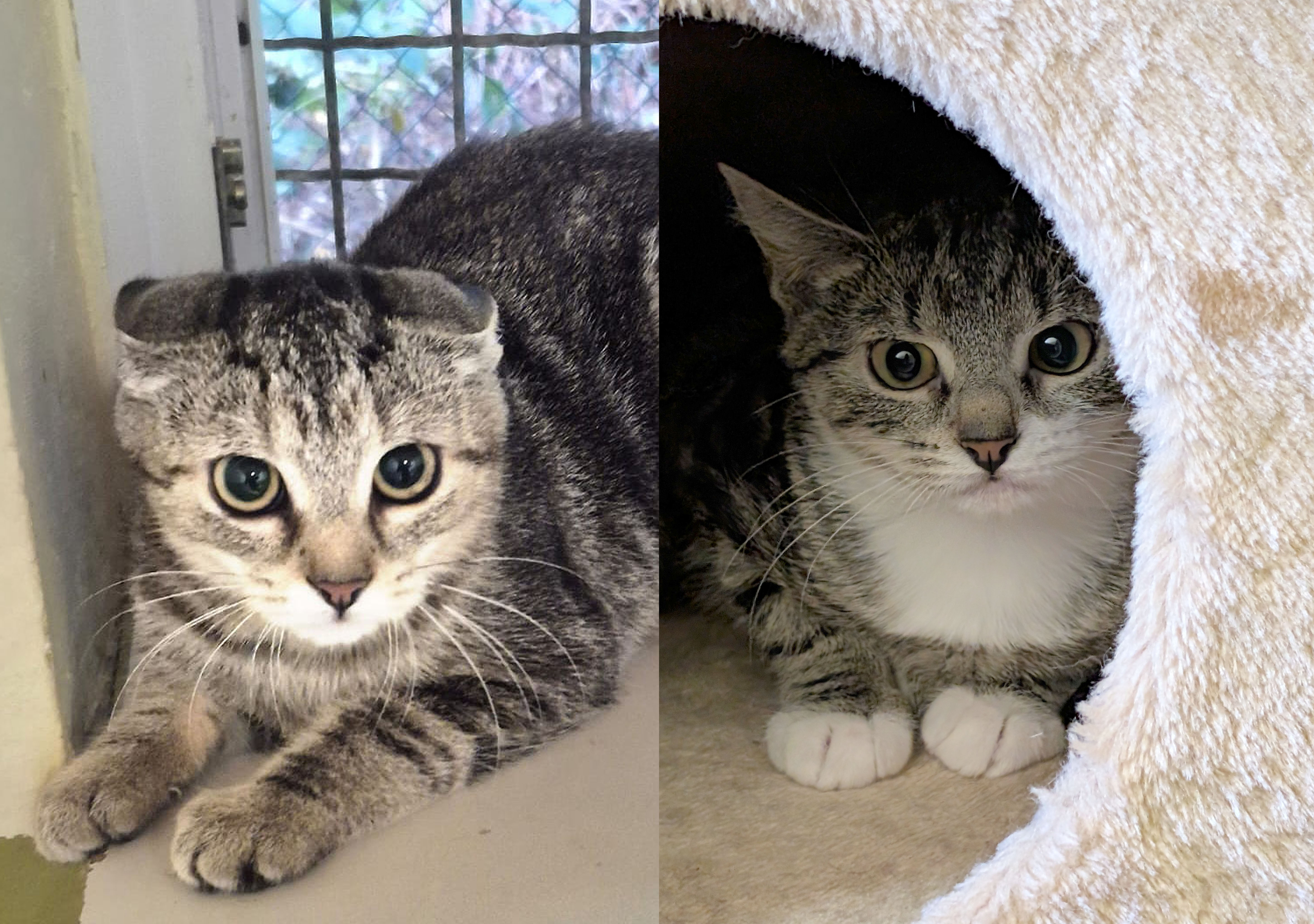 Tetra & Tuna